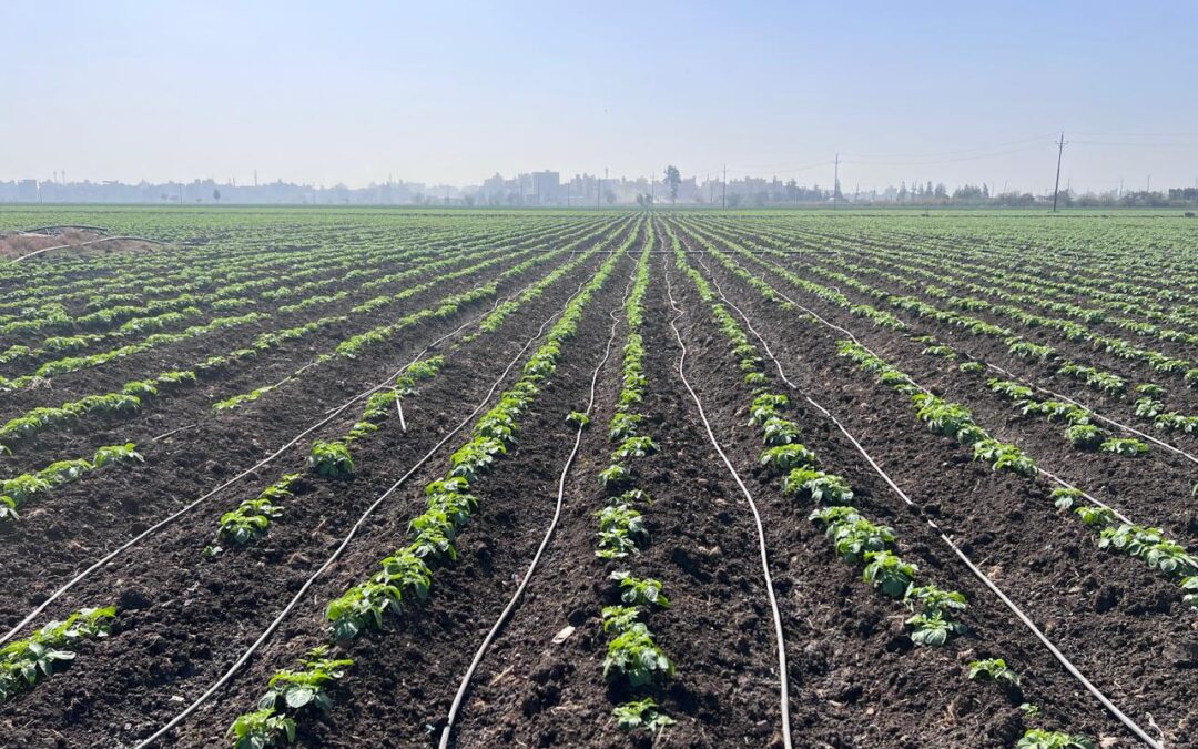 The Shift from Flood to Solar-Powered Drip Irrigation in Egypt’s Delta
